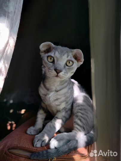 Кудряшка вислоухий