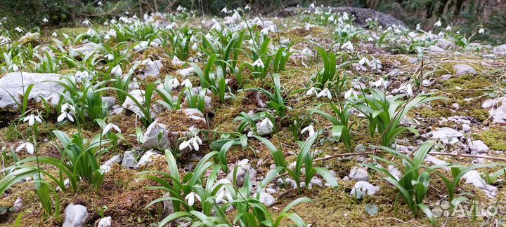 Акармара джипы заброшенные города Абхазии тур