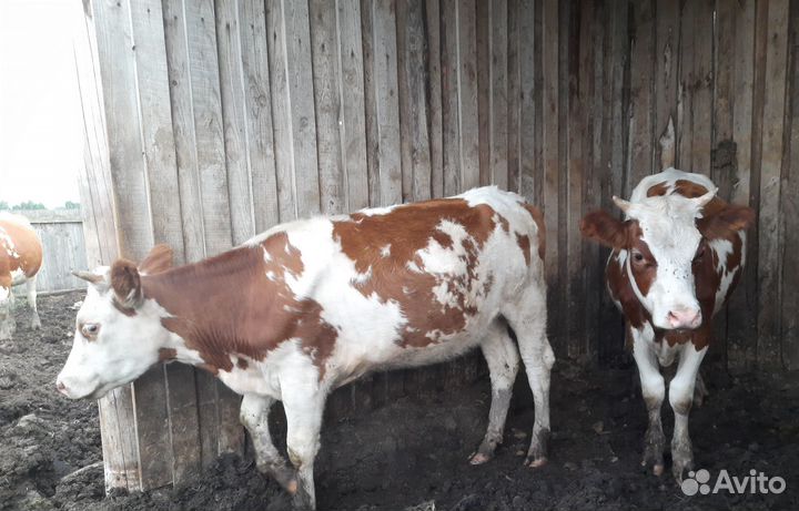 Коровы, телята