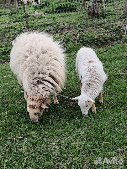 Овцы бараны
