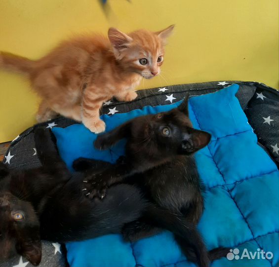 Котята в добрые руки