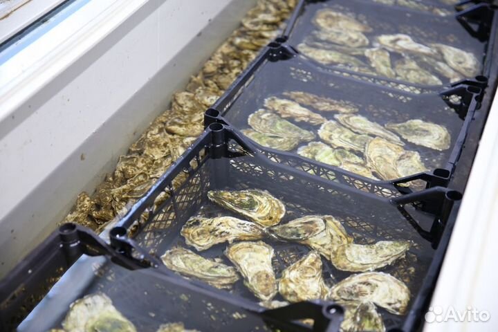 Живые устрицы опт и розница