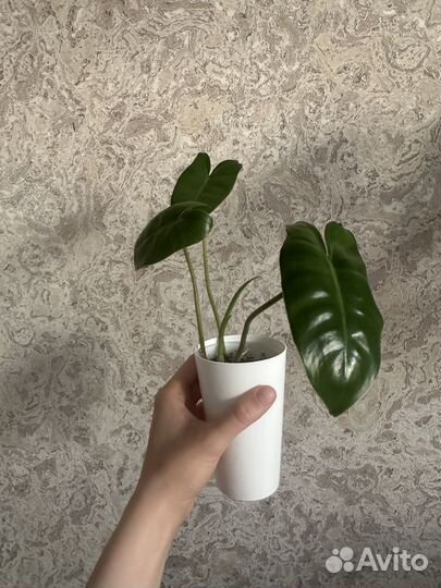 Филодендрон бурле маркс