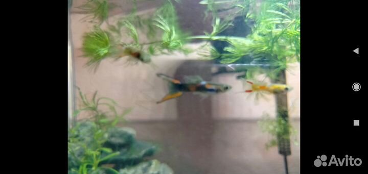 Аквариумные рыбки