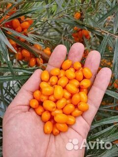 Облепиха ягоды свежая