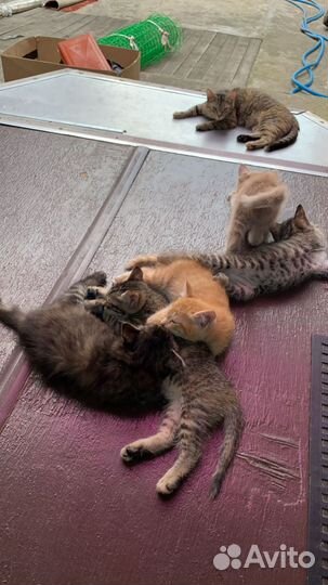 Кошки в добрые руки