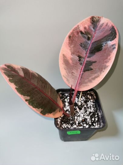 Фикусы сортовые