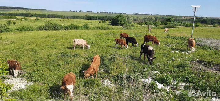 Бычки сементалы