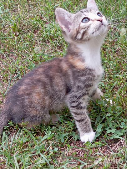 Отдам бесплатно, в добрые руки