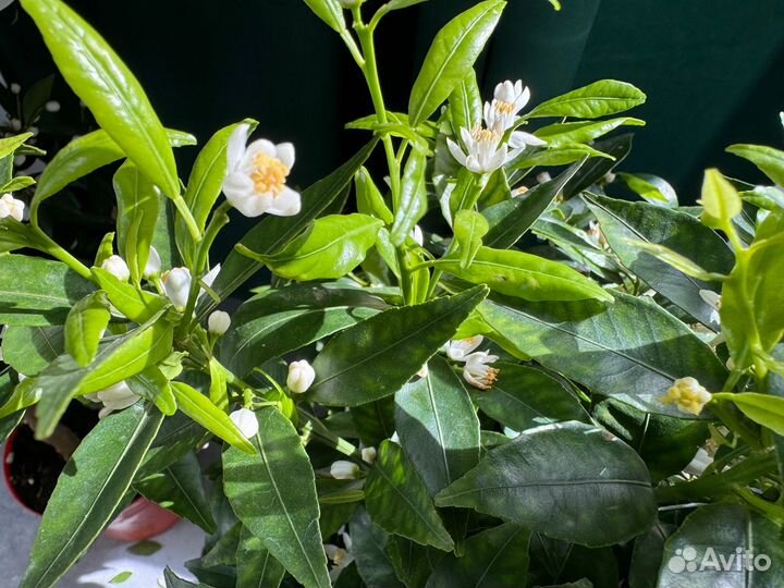 Комнатные растения цветы