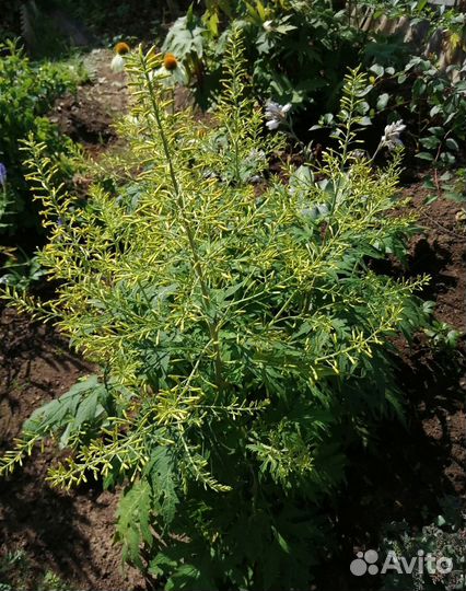 Многолетники для сада