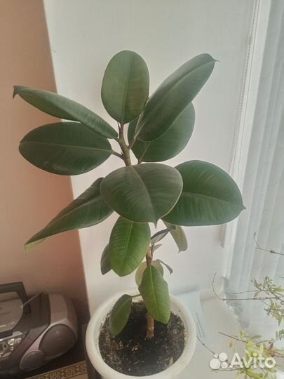 Фикус каучуконосный