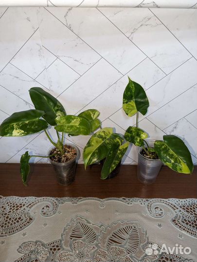 Филодендрон, лудизия