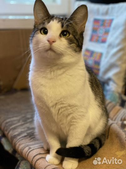 Котята бесплатно в хорошие руки