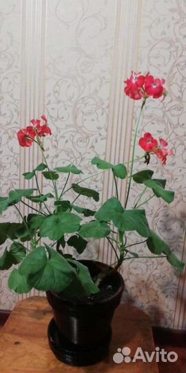 Комнатные цветы