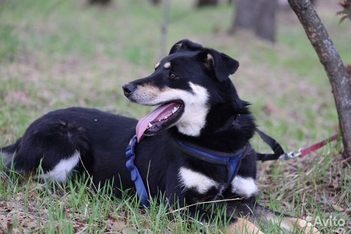 Собаки бесплатно