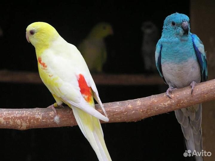 Попугаи розелла кареллы и др
