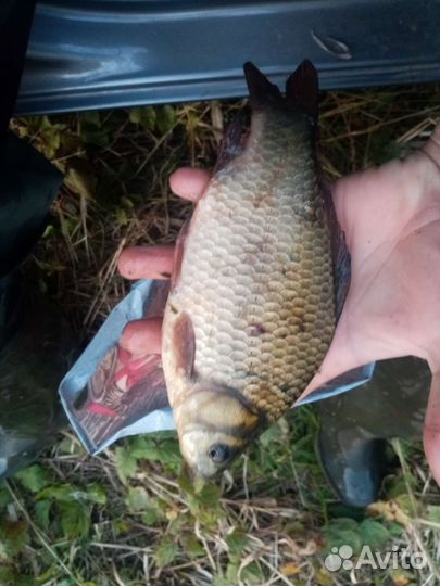 Рыба свежая плотва подлещик окунь Сопа синец и др