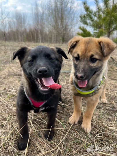 Щеночки 2 месяца