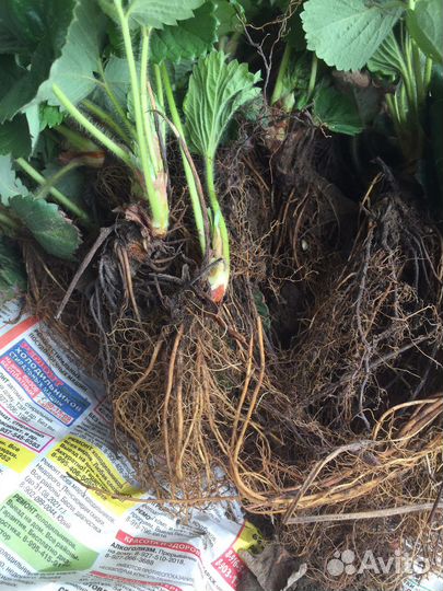 Клубника ремонтантная