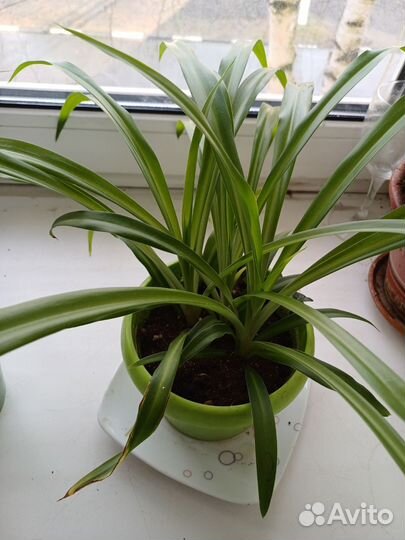 Хлорофитум