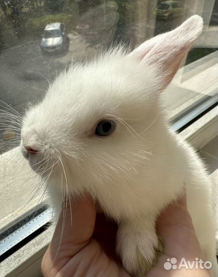 Декоративный белый голубоглазый кролик
