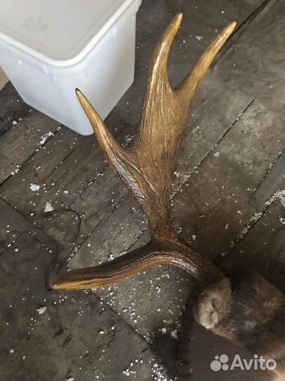 Продать рога оленя