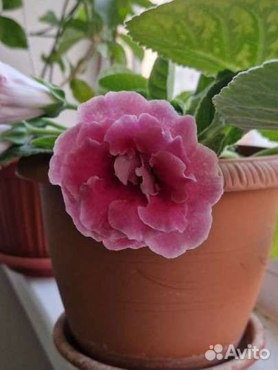 Глоксиния клубни молодые