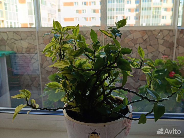 Педилантус