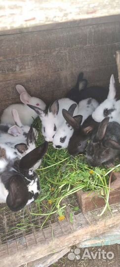 Кролики в разведение