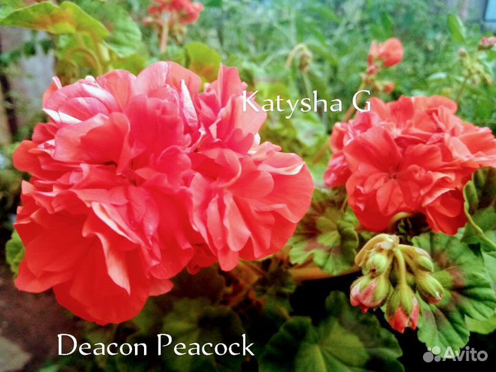 Герань пеларгония