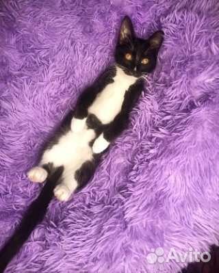 Котенок Маркиза ждет свою семью