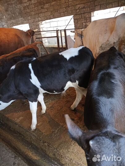 Телята бычки