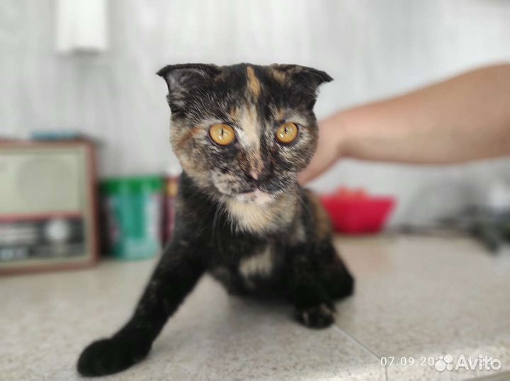 Котенок, девочка, Марго, вислоухая