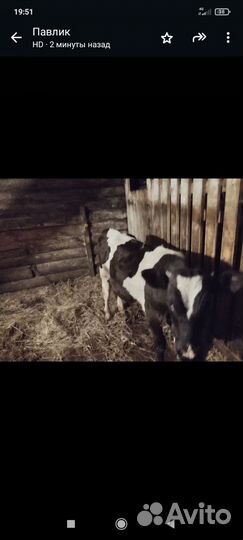 Бычок на откорм