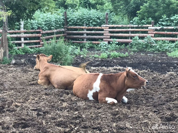 Телки стельные