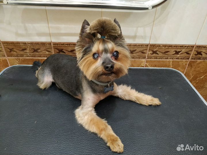 Стрижка собак и кошек