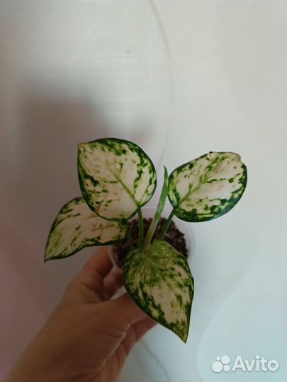 В Наличии агланемы,Монстеры