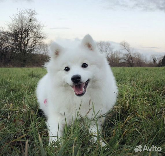 Щенки белоснежные шпиц