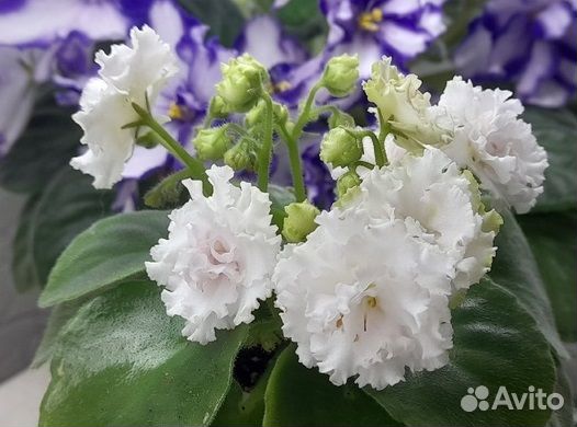 Фиалки мини