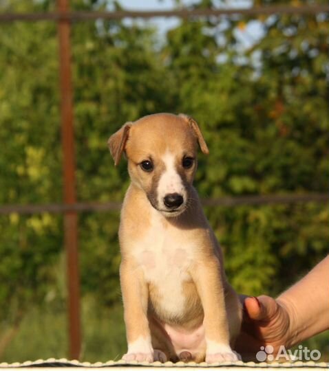 Уиппет щенки