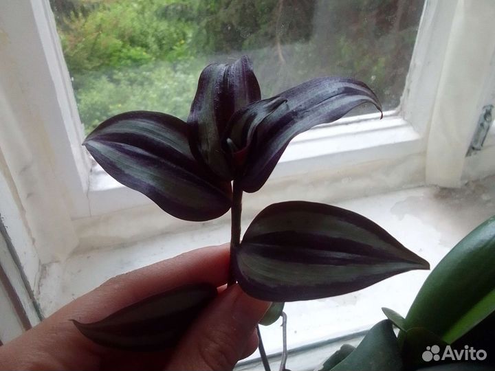 Традесканция, драцена маргината и спатифилум