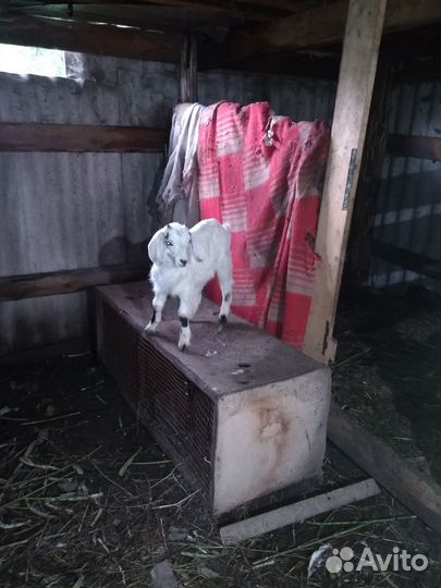 Коза дойная