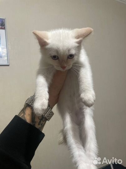 Отдам котенка в добрые руки