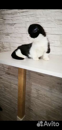 Манчкин, девочка Пингвин