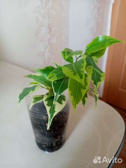 Комнатные цветы