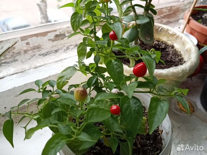 Растение на подъоконнике