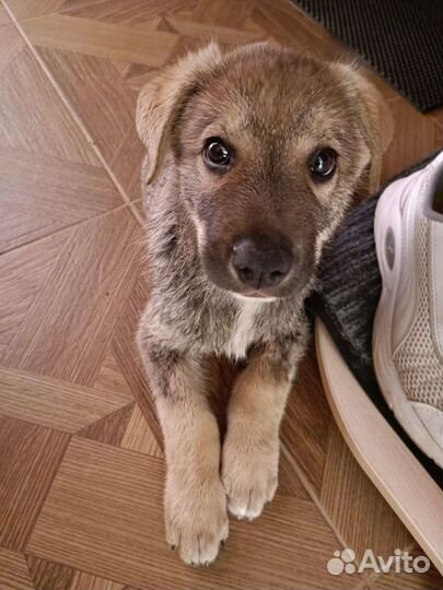 Собака в добрые руки щенок мальчик