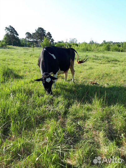 Корова дойная