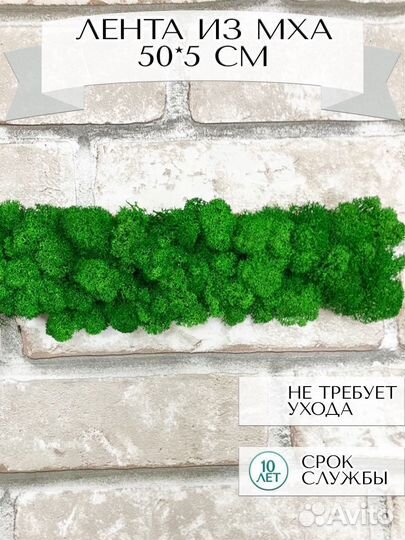 Лента из стабилизированного мха 50*5 см